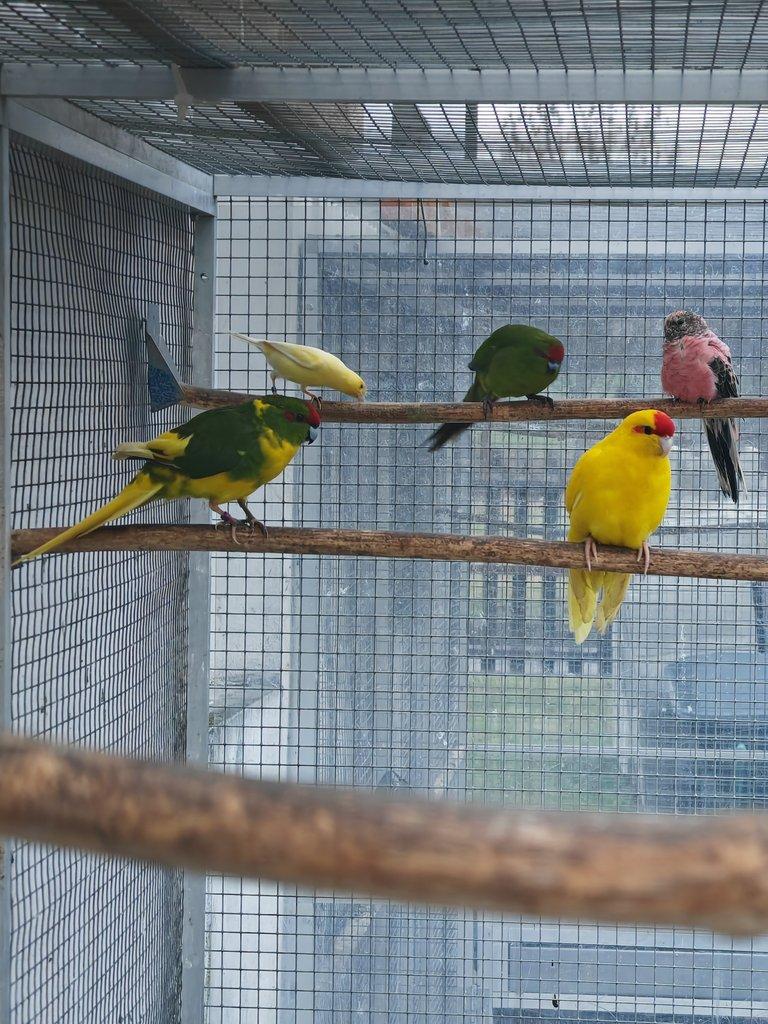 Kakariki rudočelý pár