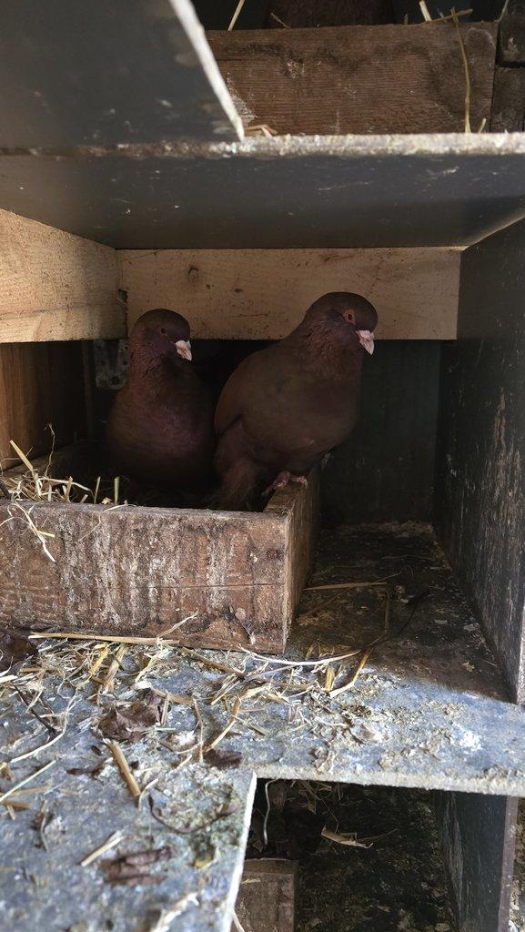 Prodám Benešovský holub červený.