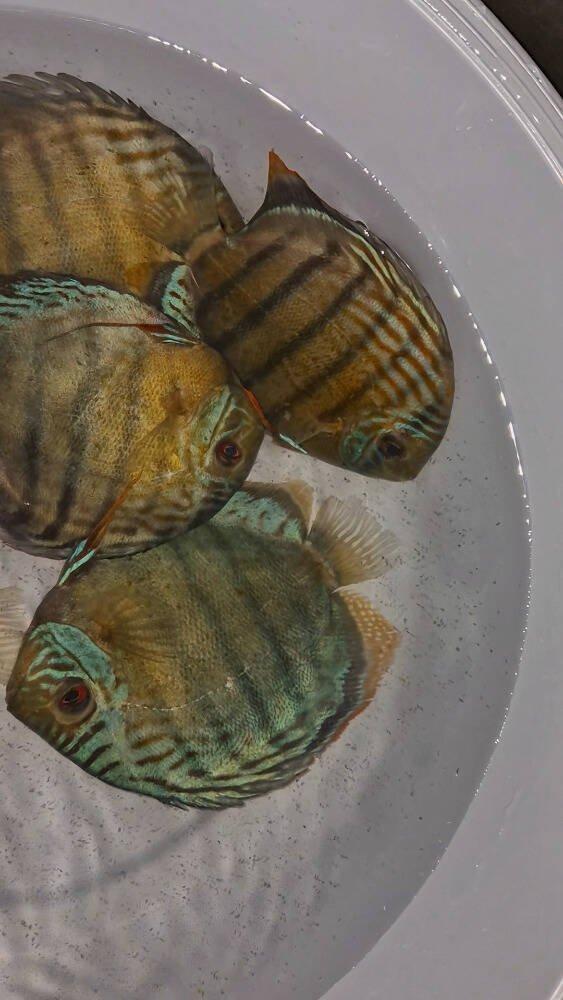 Prodej terčovců, L-sumců, skalár, rejnoků a jiných ryb