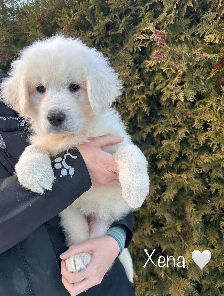 Slovenský čuvač - štěňátka s PP