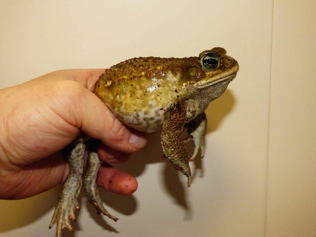 Ropucha obrovská (Rhinella marina)