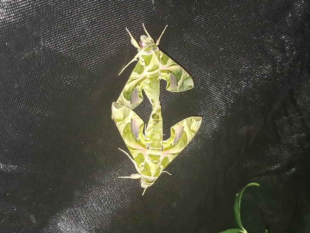 Daphnis nerii