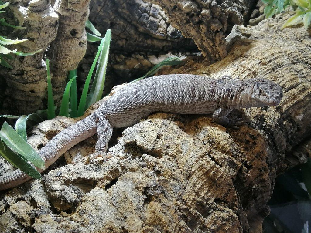Koupím Varanus gilleni
