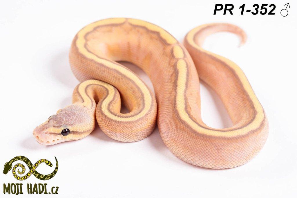 Krajta královská - Python regius