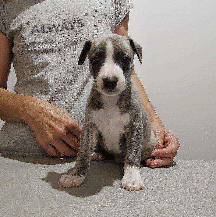 Whippet - štěňata pejsci s PP