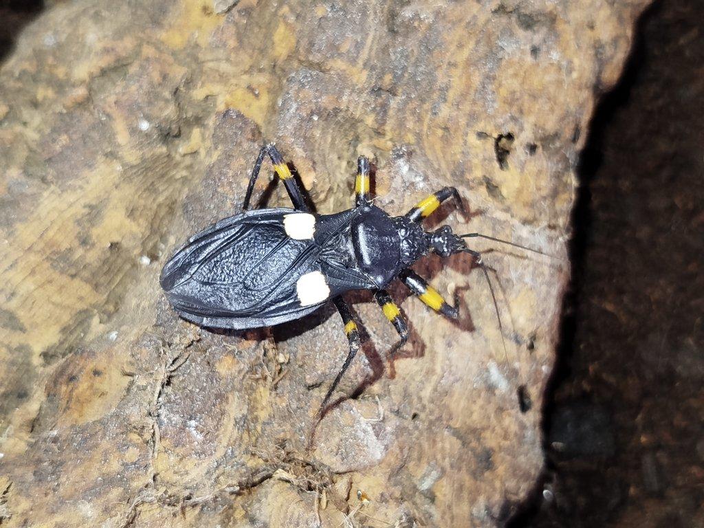 Zákeřnice Platymeris biguttatus a guttatipennis