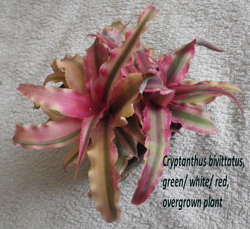 Terarijní bromélie Cryptanthus