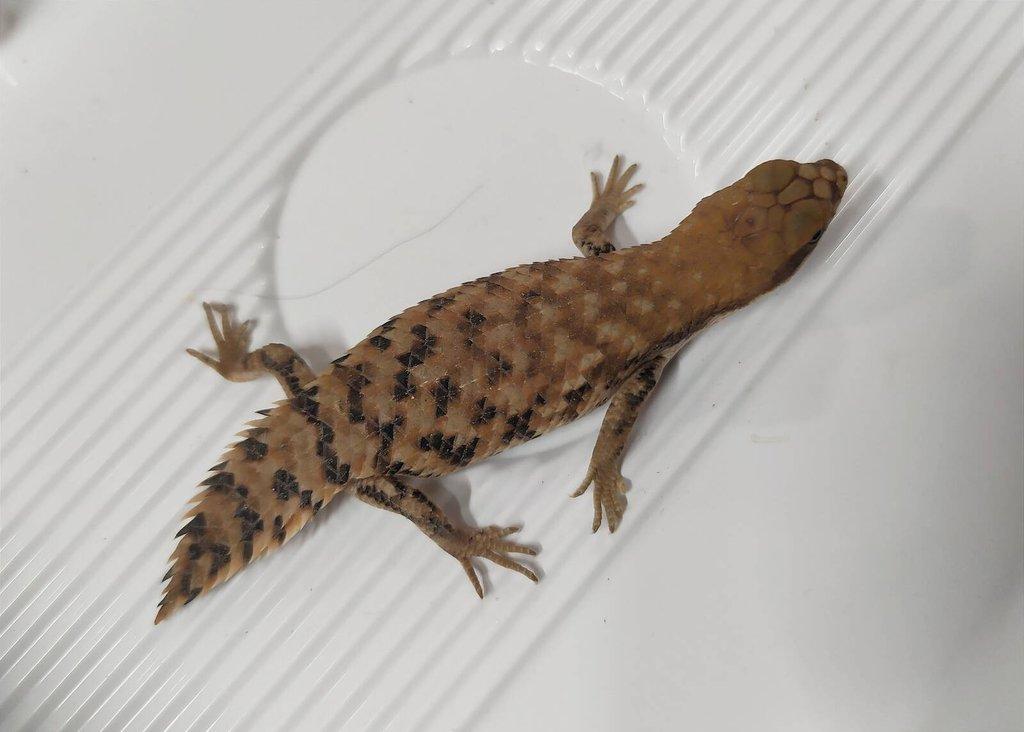 Egernia depressa