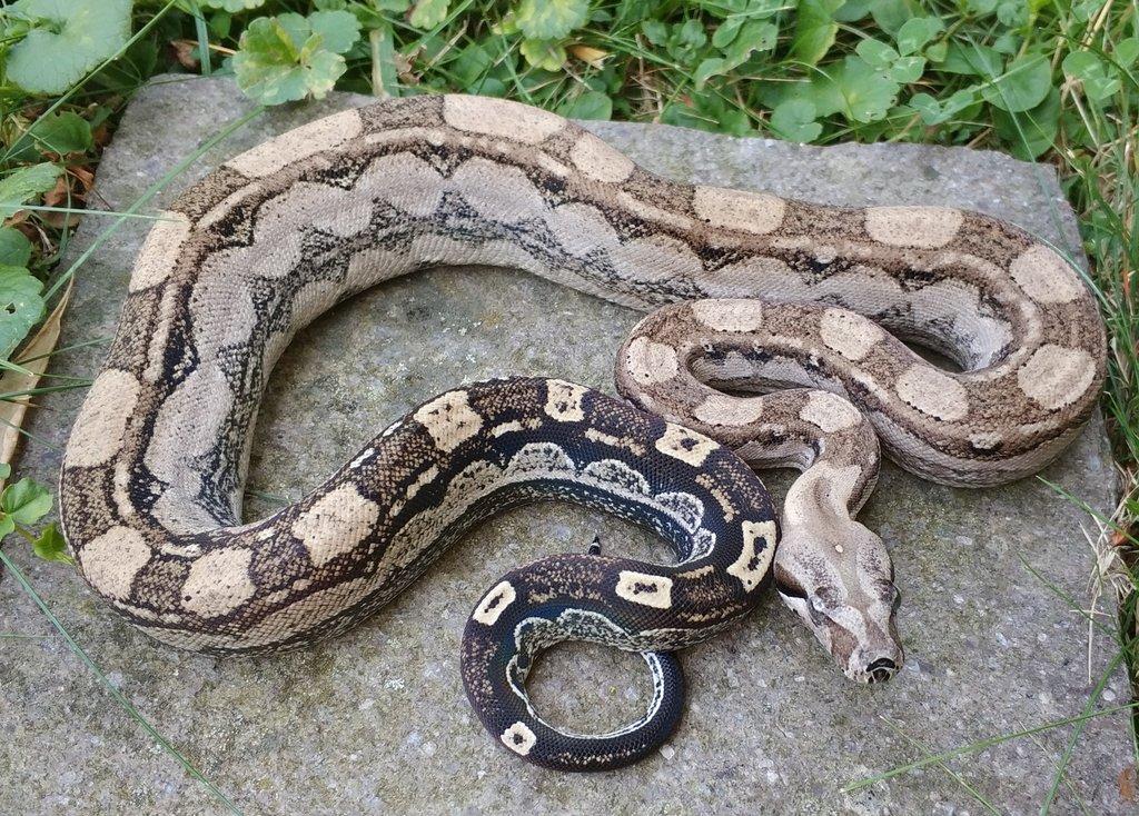 Boa imperator - Hypo Arabesque Keltic het Sharp Albino