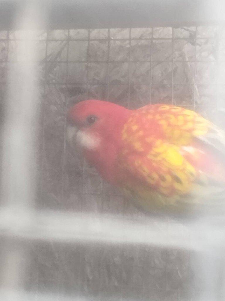 Prodám rosela pestrá gold gold opálín