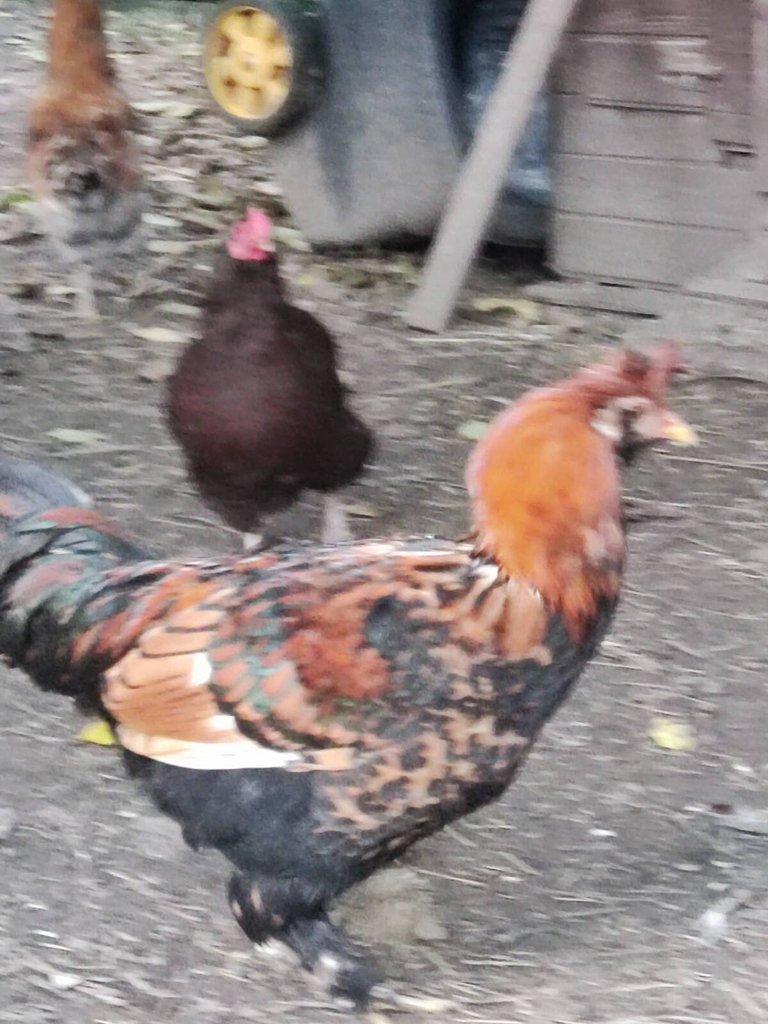 Wyandotka zdrobnělá a Pavlovská slepice
