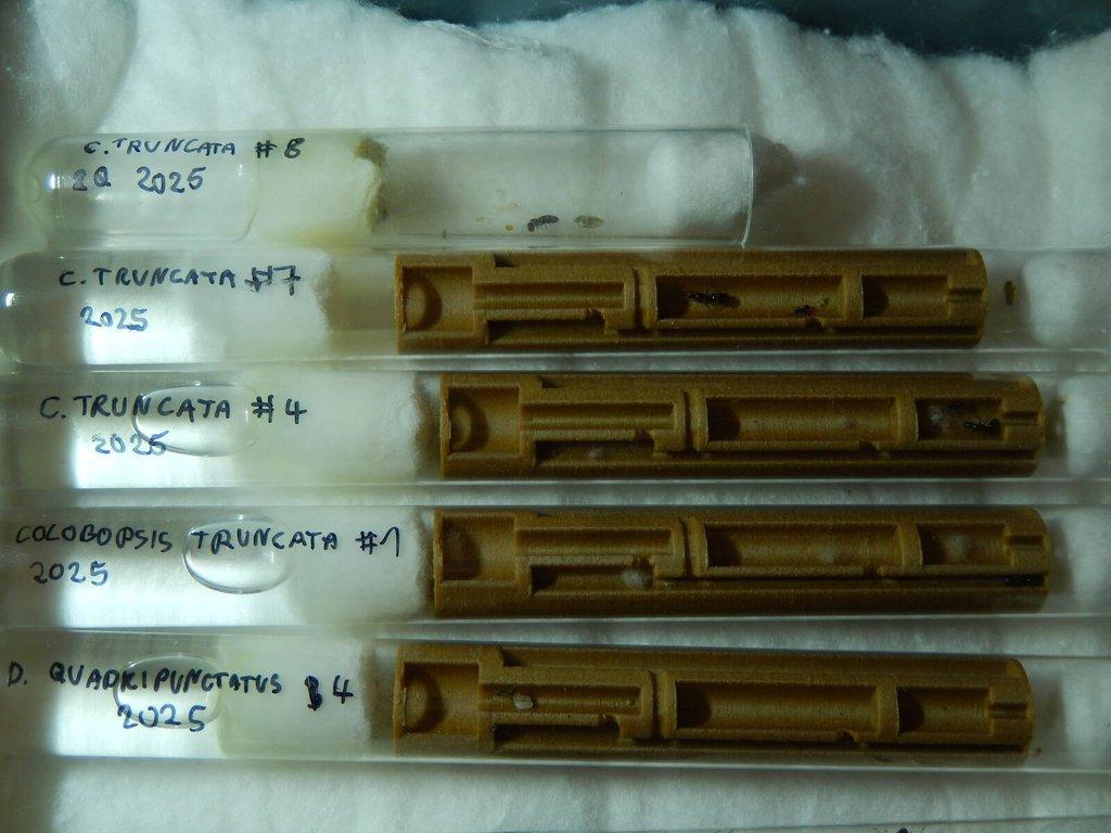 Prodám různé druhy mravenců, české, evropské, exotické