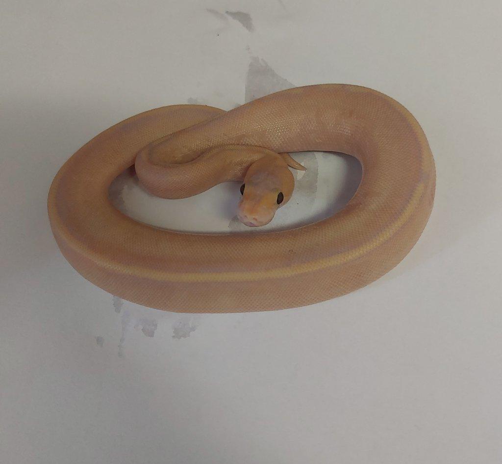 Python regius, boa constrictor doprava možná/ŽE praha/přivez zvíře