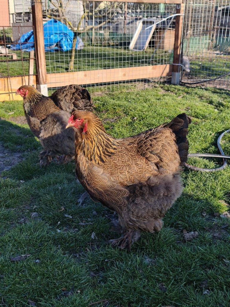 Brahmánka velká koroptví vlnita