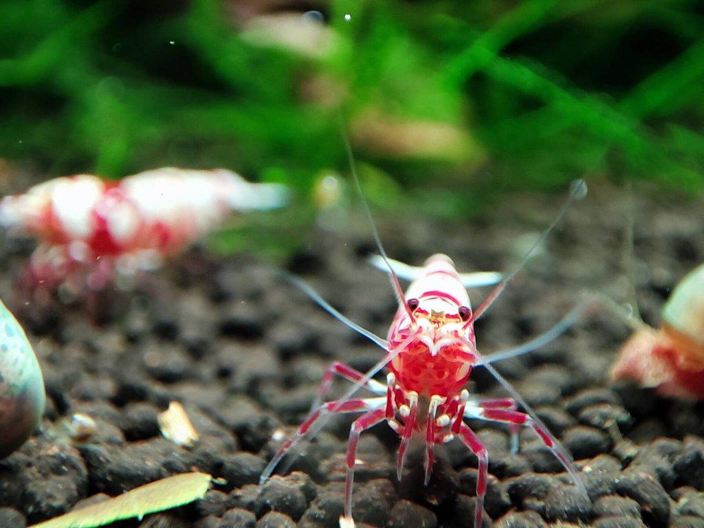 TOP PREMIUM AKVA KREVETKY Caridina a Neocaridina - Odchovy