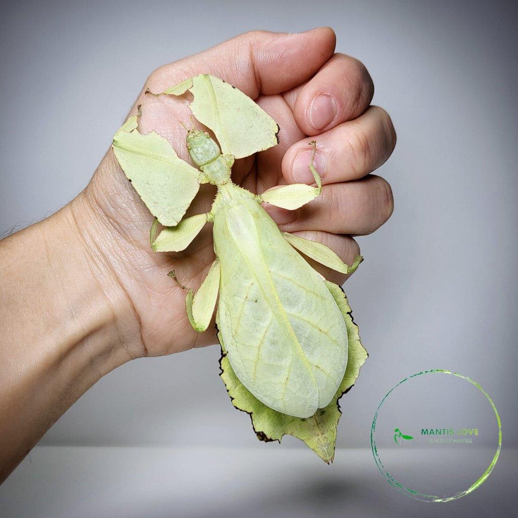 Lupenitky Cryptophyllium limogesi 'Thac Krong Kmar'