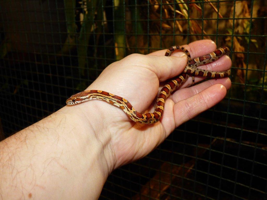 Užovka červená (Pantheropis gutatus)