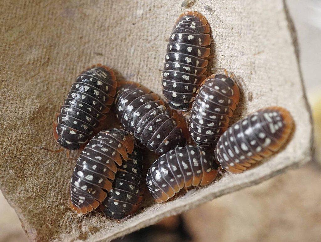 Armadillidium werneri