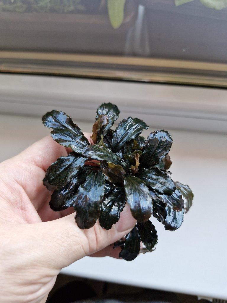Becephalandra