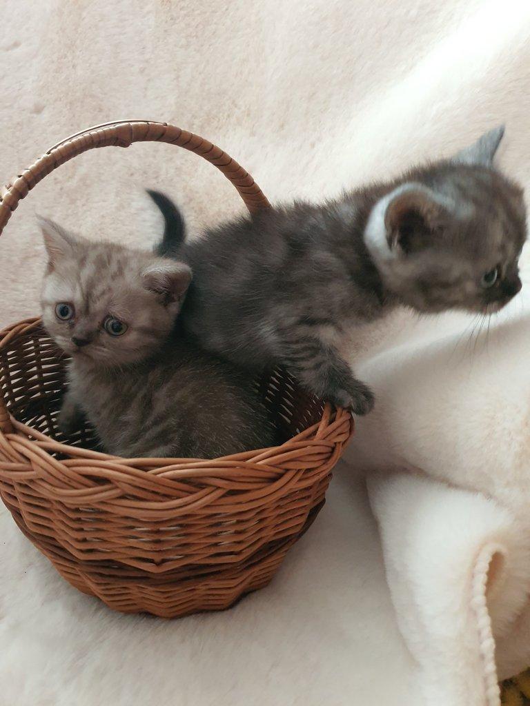 Prodam britska Whiskas kotata
