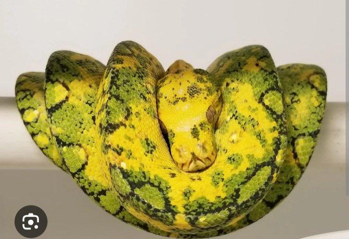 Morelia viridis