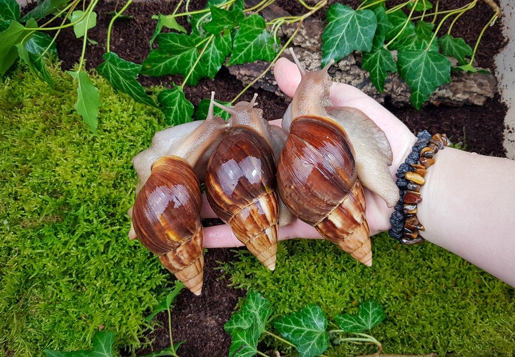 Africký šnek Lissachatina fulica Madagascar dark