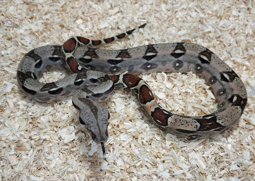 Boa imperator- Sharp Sunglow 66% het Sterling,Hypo Sterling