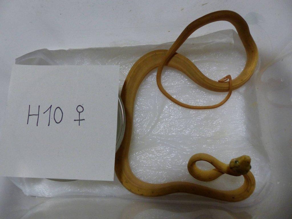 Psohlavec orinocký (Corallus hortulanus)