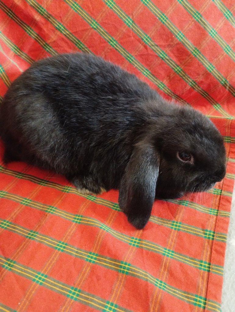 Prodám samičku minilopa