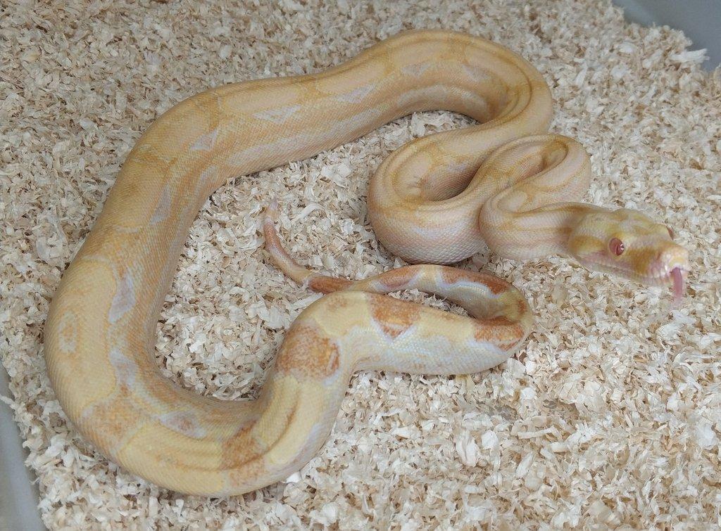Boa imperator - Hypo Arabesque Keltic het Sharp Albino