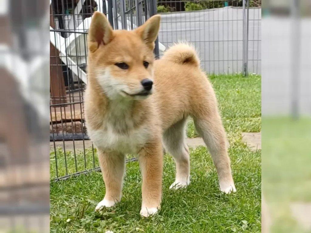 Prodám shiba inu s PP