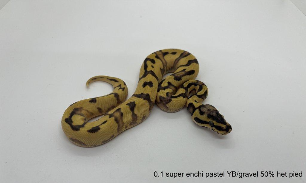 Krajta královská (Python regius)