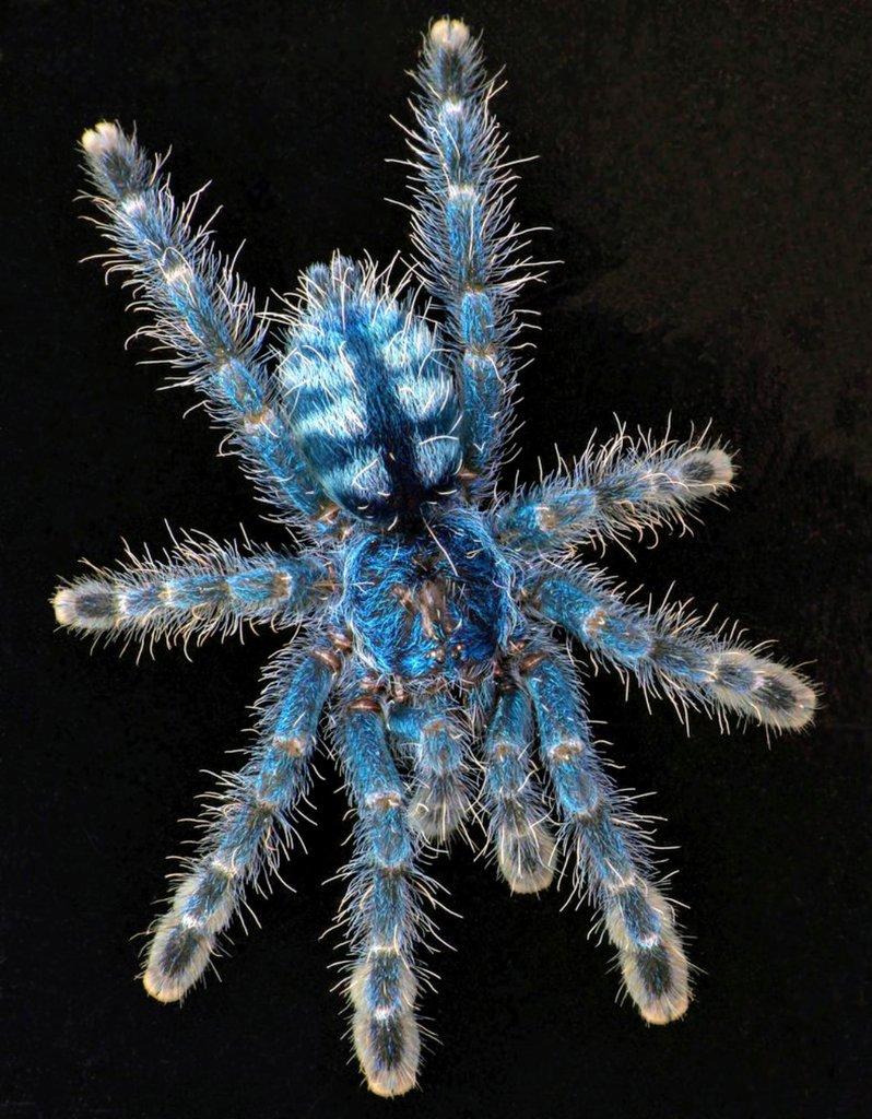 Caribena versicolor