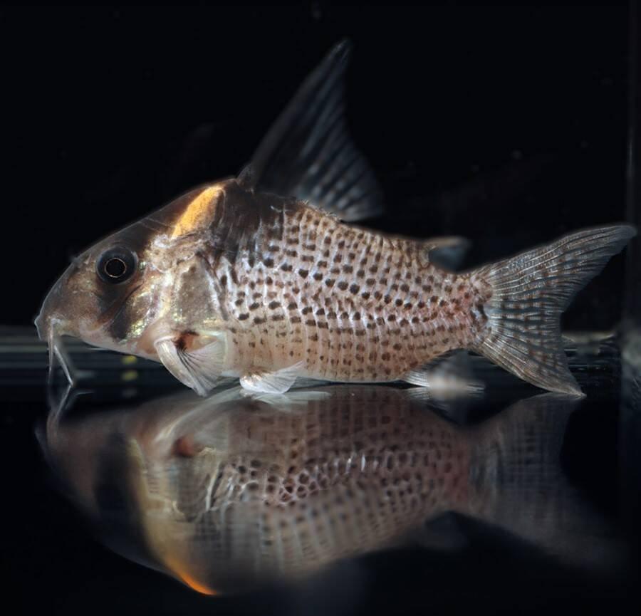 Prodej terčovců, L-sumců, skalár, rejnoků a jiných ryb