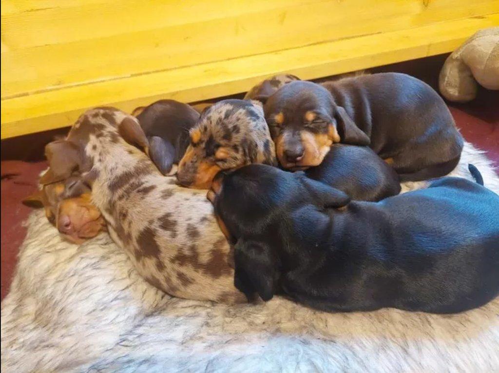 Jezevčík Štěňata