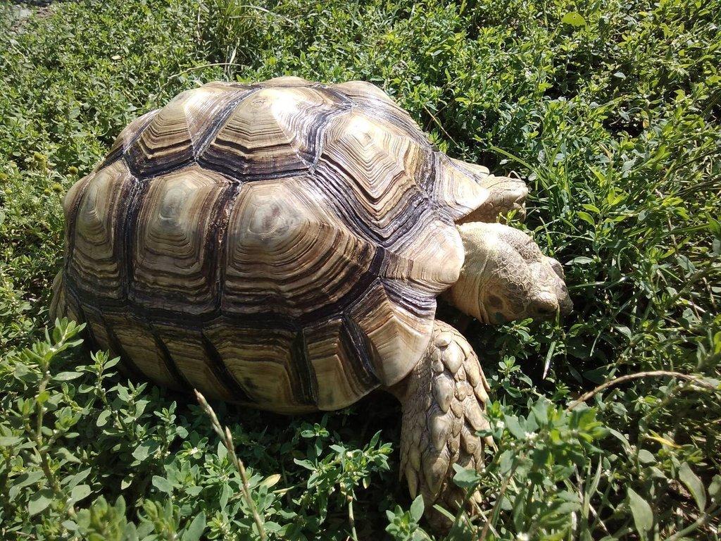 Želvy ostruhaté - sulcaty