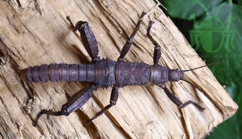 Strašilky, pakobylky