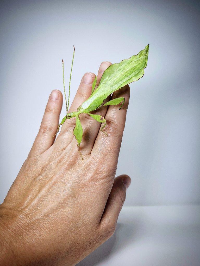 Lupenitky Cryptophyllium limogesi 'Thac Krong Kmar'