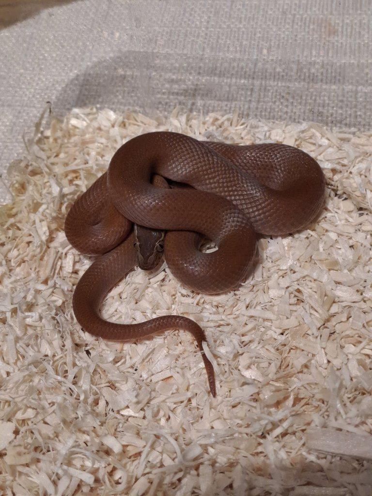 Boaedon fuluginosus -užovka domácí