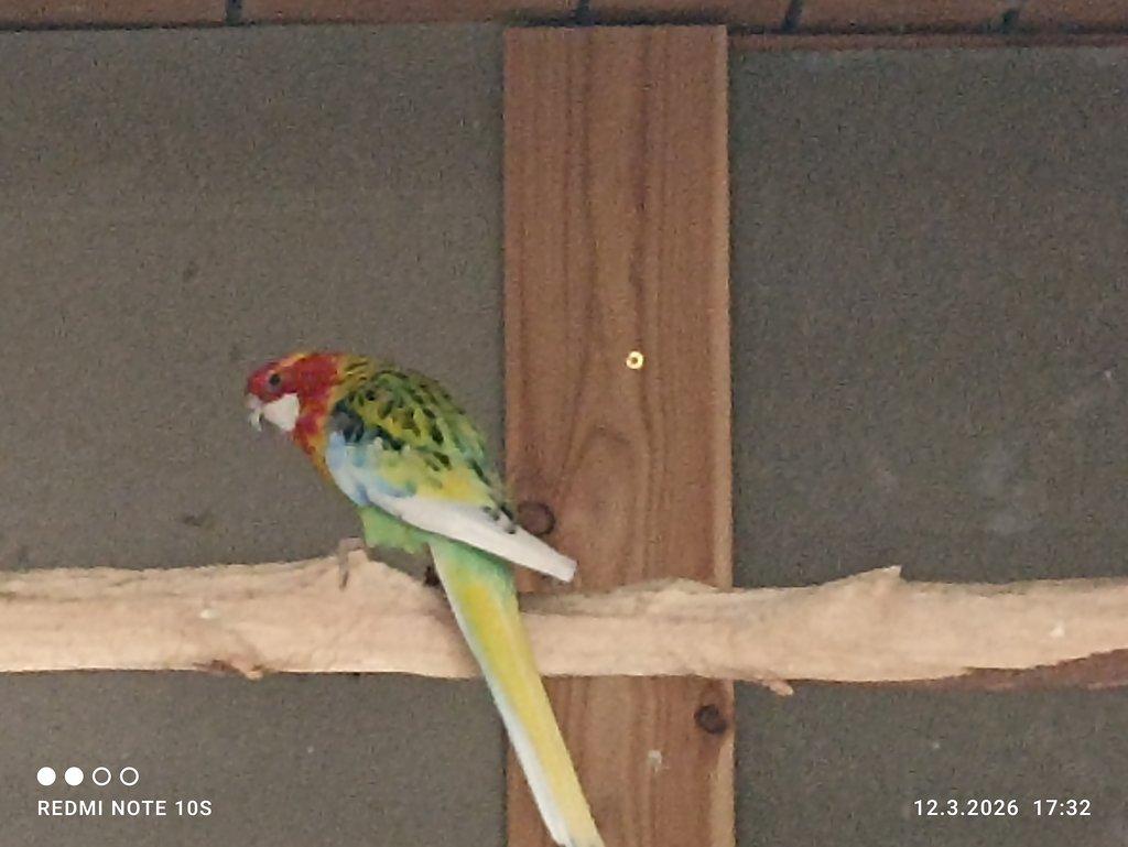 1.0 rosela pestrá.straka štěp na černé