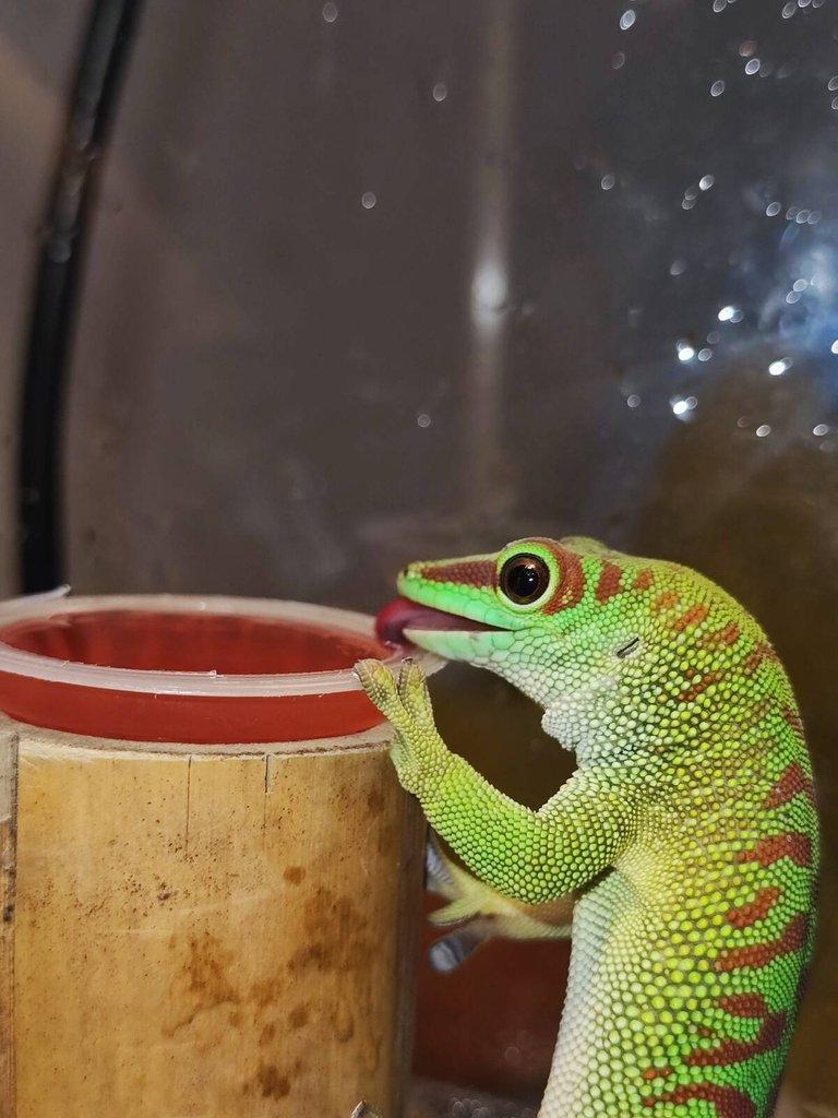 Phelsuma Grandis