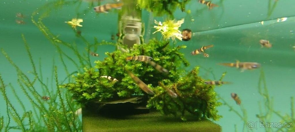 Epiplatys annulatus, panchax prstencový, halančík