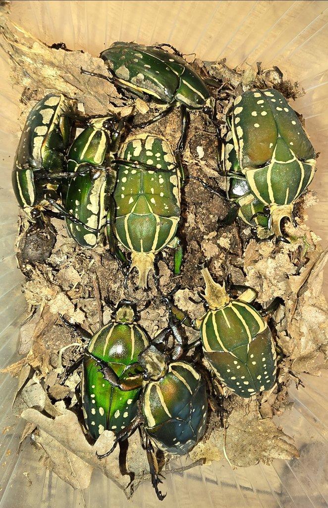 Ch. polyphemus confluens