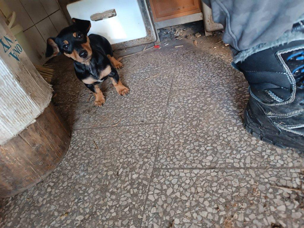 Jezevčík krátkosrstý trpasličí