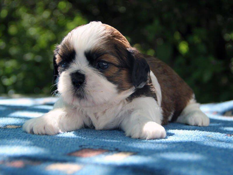Shih-tzu, ši-tzu, ši-cu - štěňátka s  PP FCI