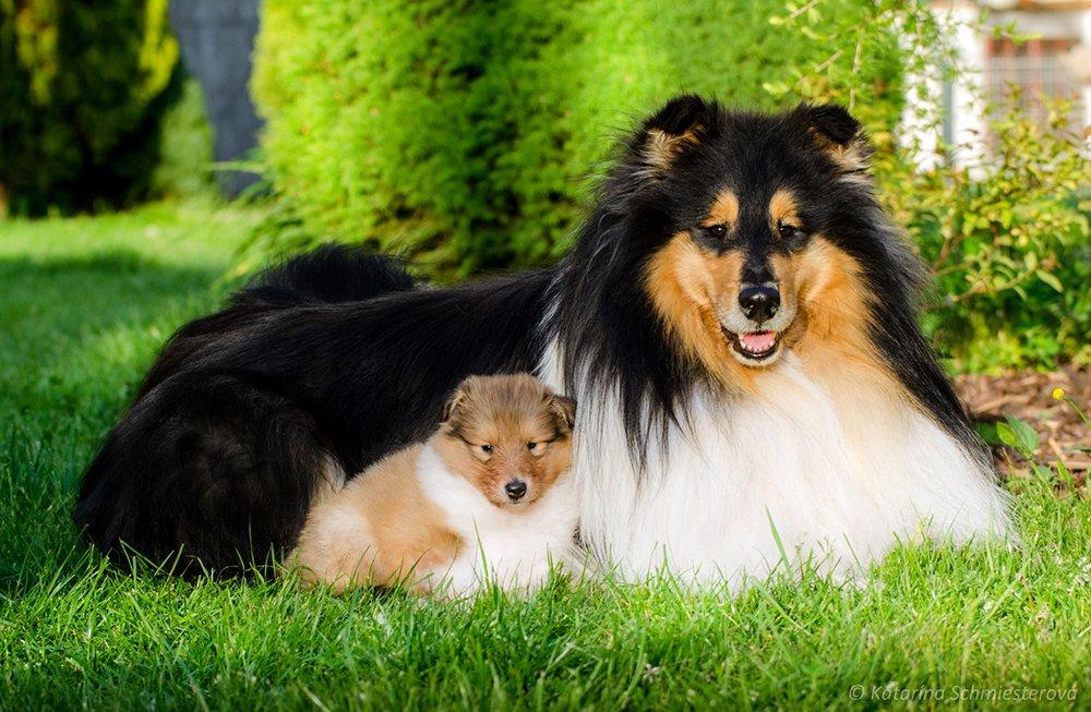 Dlouhosrstá kolie - štěňátka s PP