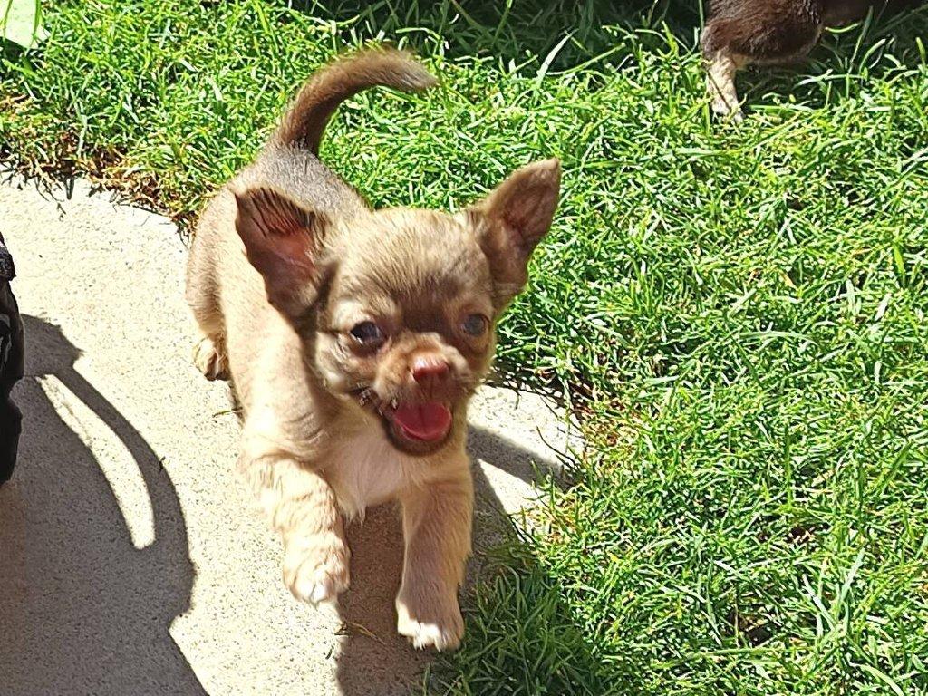 čivava dlouhosrstá s PP fenka ihned k odběru