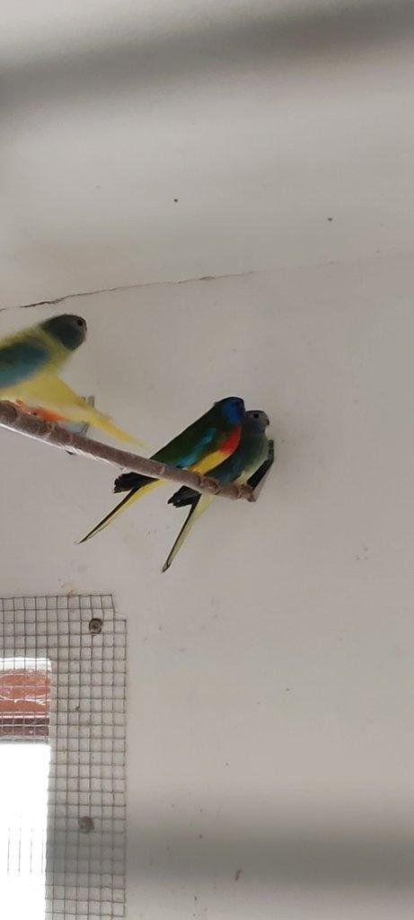 Neoféma modrohlavá