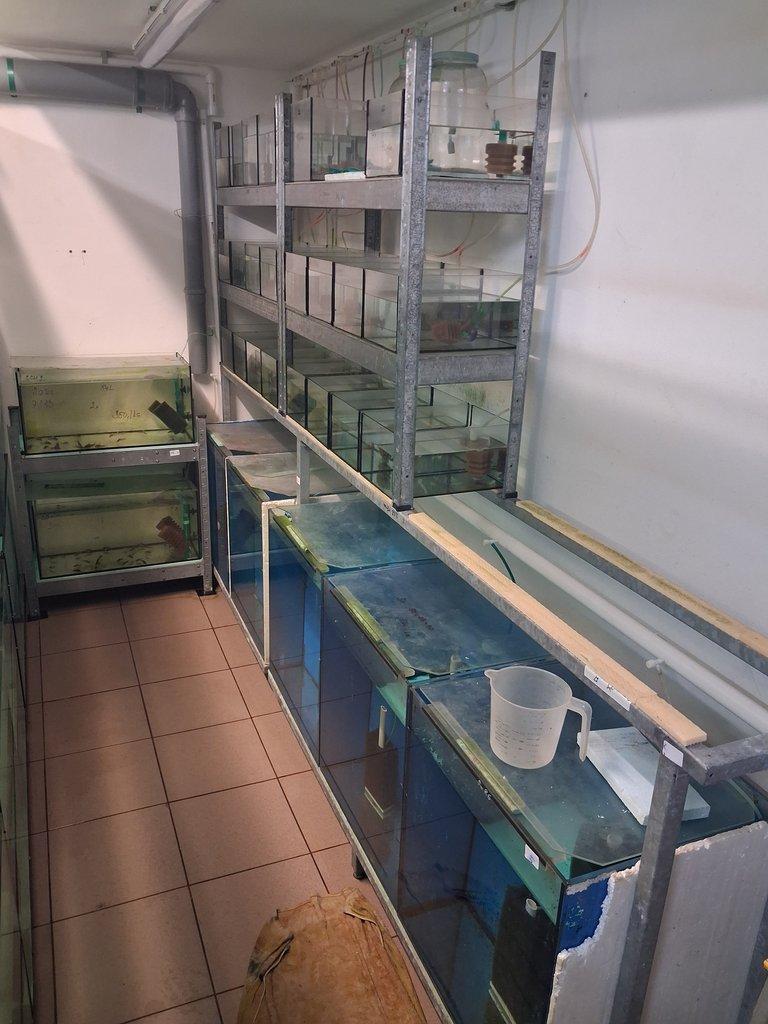 Akvarijní pěstírna