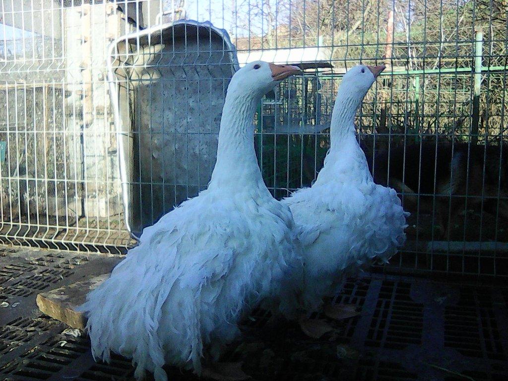 sebastopolska husa---kadeřava